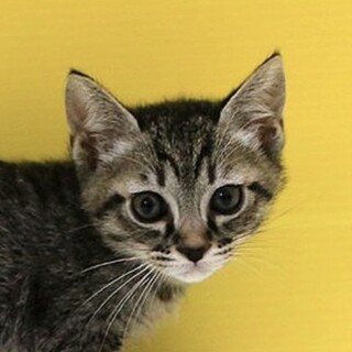 きじトラ「4s81」