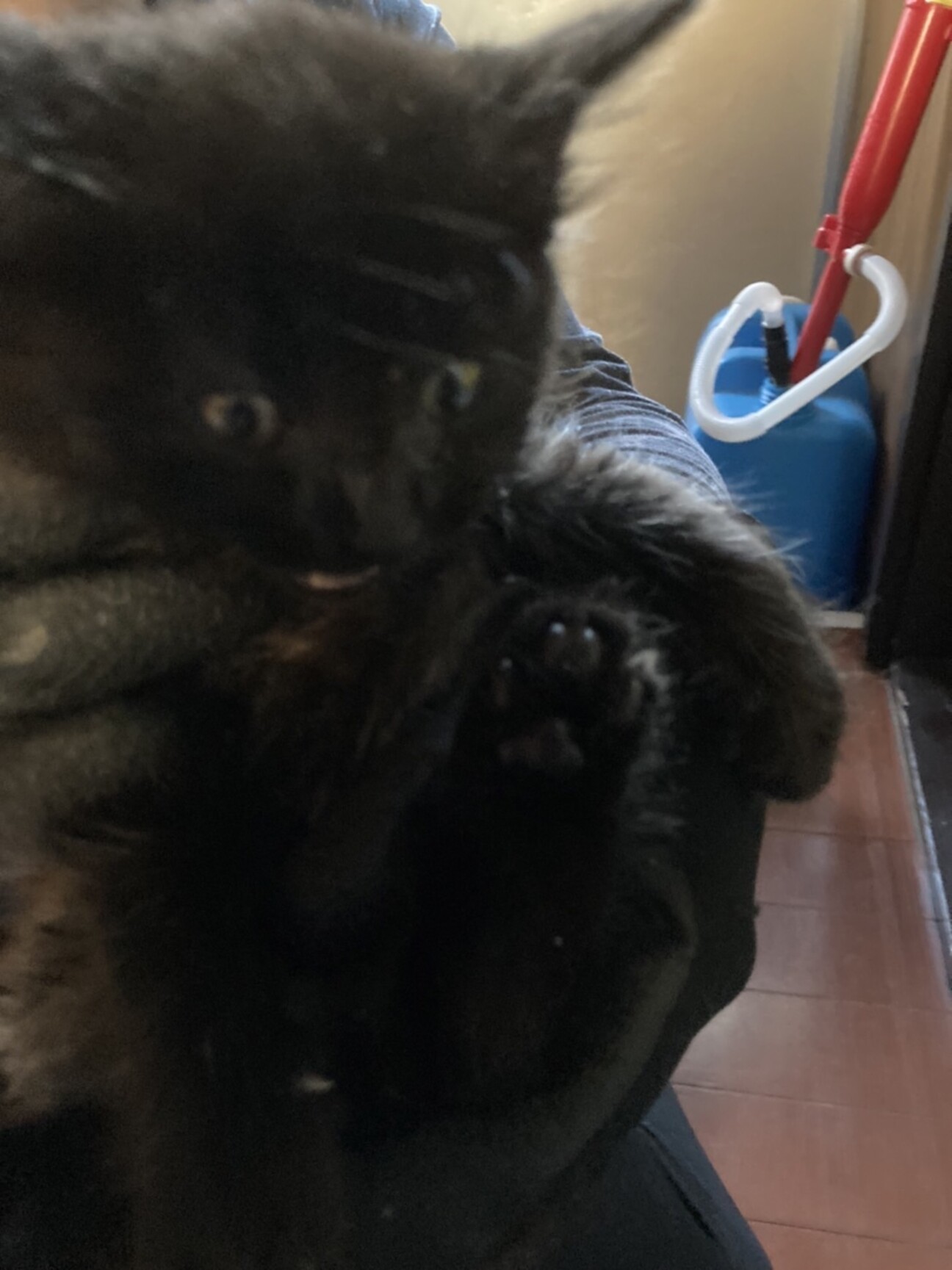 2ヶ月の子猫です 北海道 猫の里親募集 ペットのおうち 月間利用者150万人