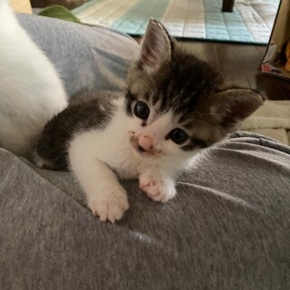 ミッチ、ヨッチくん兄弟緊急里親募集中！！