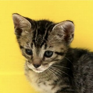 きじトラ「4s112」