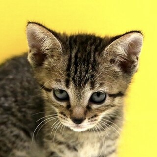 きじトラ「4s113」