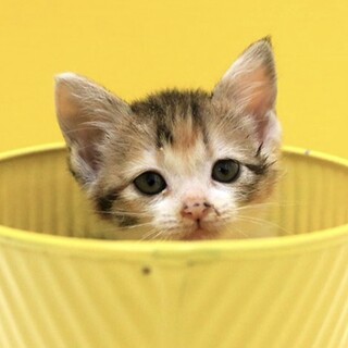 三毛猫「4s114」