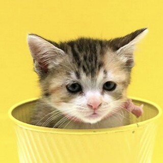 三毛猫「4s115」