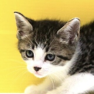 きじ白「4s116」