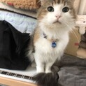 ももえ
