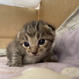 ２兄弟！里親募集