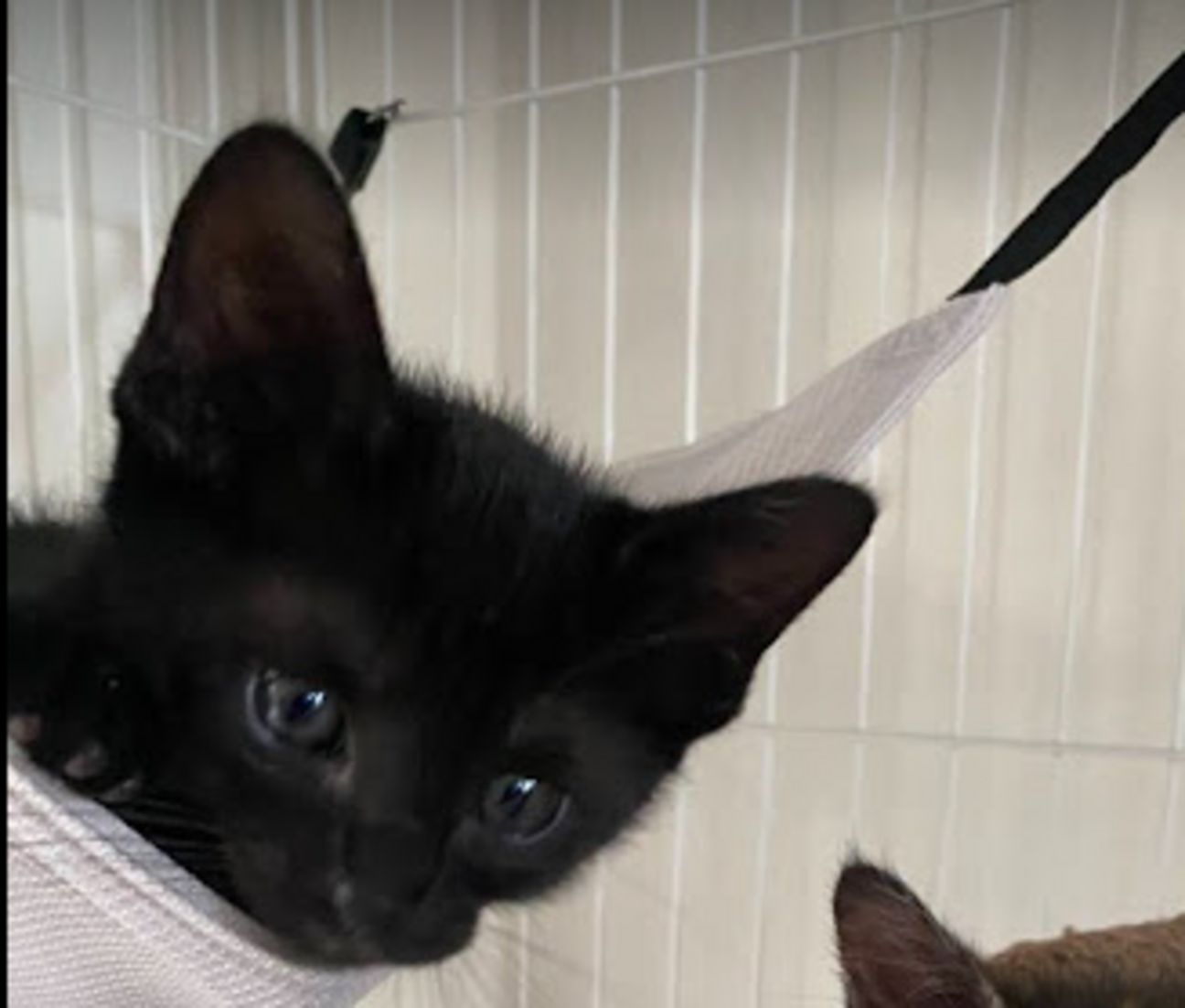 ちょっとビビりの そてつ くん 愛知県 猫の里親募集 ペットのおうち 月間利用者150万人 ちょっとビビりの そてつ くん 愛知県 猫の里親募集 ペットのおうち 月間利用者150万人