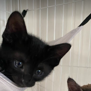 ちょっとビビりの「そてつ」くん