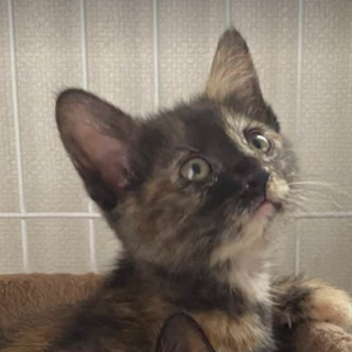 おてんばサビの「あんず」ちゃん