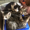 子猫ちゃん里親募集！