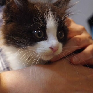 黒白ハチワレ、長毛の女の子♀2ヶ月過ぎ