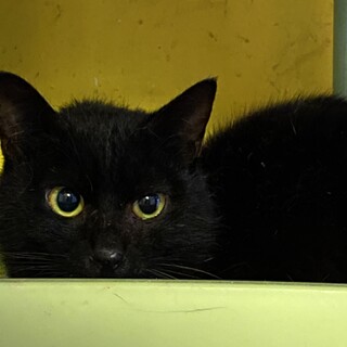 1歳くらいの黒猫の男の子