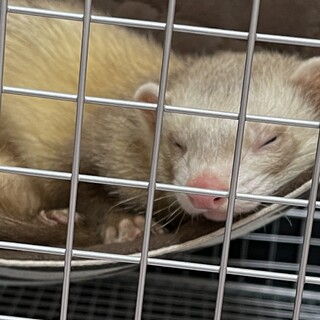 8ヶ月のフェレット  オス 去勢済み 急募！！