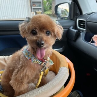 甘えん坊で明るいサンちゃん