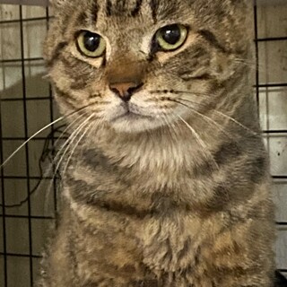 1歳くらいのキジトラの男の子