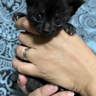 甘えん坊のブラックパンサー☆モウくん