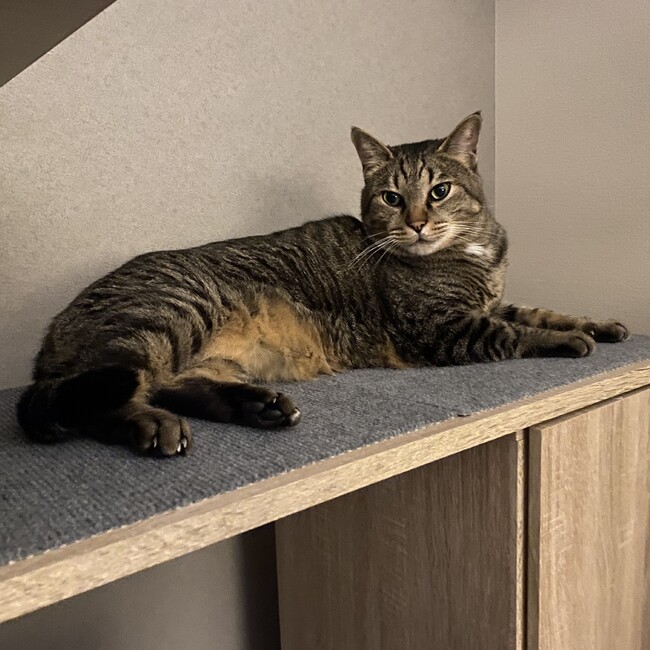 ハセゴマのカバー写真