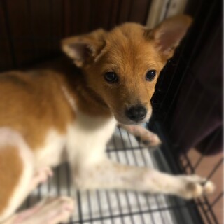 ルルです✴︎元気に遊んでます✴︎家族を探してます。