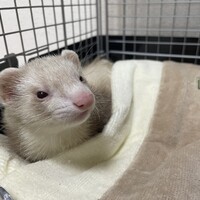 ミミ