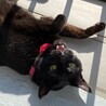 黒猫シェリー