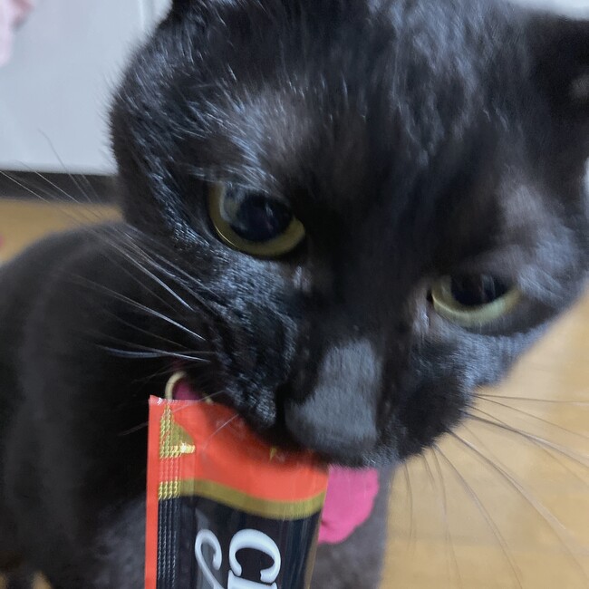 黒猫シェリーのカバー写真