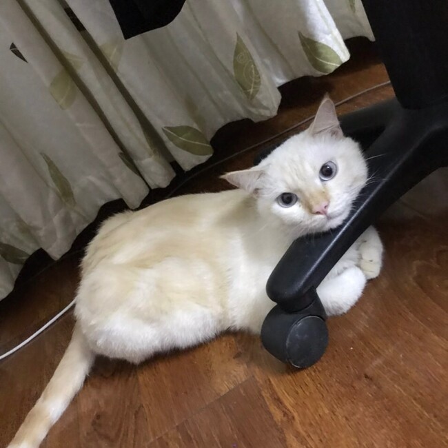 Robin Leeのカバー写真