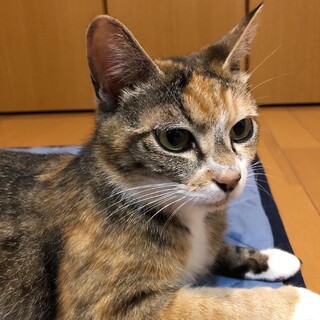 あんずちゃん 小顔でお目々バッチリ美人過ぎるママ猫