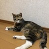 あんずちゃん 小顔でお目々バッチリ美人過ぎるママ猫 サムネイル3