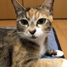 あんずちゃん 小顔でお目々バッチリ美人過ぎるママ猫 サムネイル4