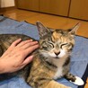 あんずちゃん 小顔でお目々バッチリ美人過ぎるママ猫 サムネイル5
