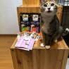 あんずちゃん 小顔でお目々バッチリ美人過ぎるママ猫 サムネイル6