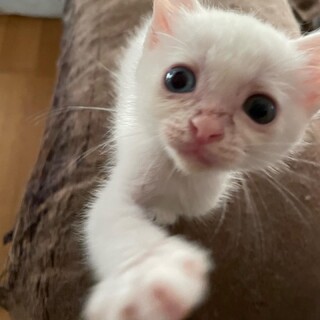 元気で可愛い白い男の子