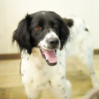 元気なセター系少年