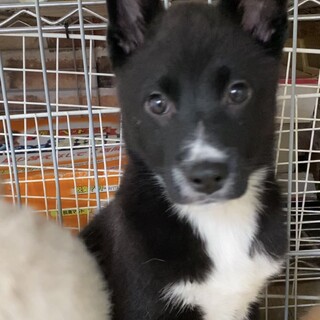 ハイジのずっとの家族を探しています