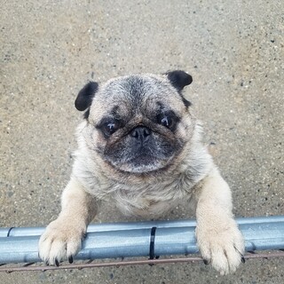 7歳のパグの男の子