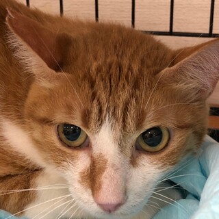 まん丸ボディーがたまらない♡さとしくん