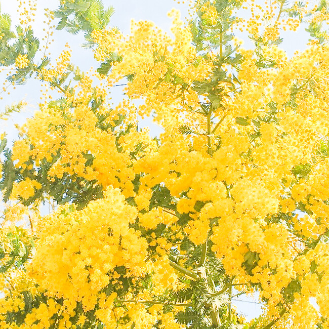 tomabechi のカバー写真