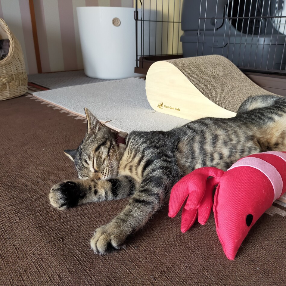モカのカバー写真