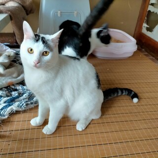 なでなでが大好きな白黒猫のまろちゃん♂