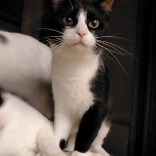 おとなしくて甘えん坊ハチワレちゃん♀