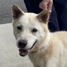 【なつ】人懐っこい可愛いなっちゃん♪