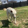 【なつ】人懐っこい可愛いなっちゃん♪ サムネイル2