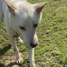 【なつ】人懐っこい可愛いなっちゃん♪ サムネイル3