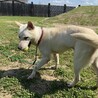 【なつ】人懐っこい可愛いなっちゃん♪ サムネイル4