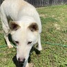【なつ】人懐っこい可愛いなっちゃん♪ サムネイル5