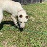 【なつ】人懐っこい可愛いなっちゃん♪ サムネイル7