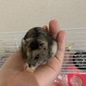 人懐っこいジャンガリアンハムスターの里親募集