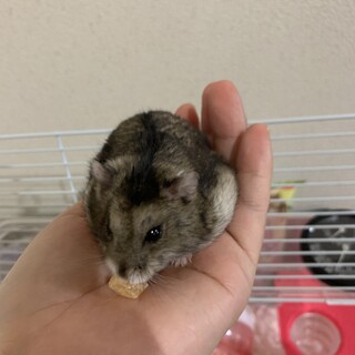 人懐っこいジャンガリアンハムスターの里親募集
