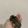 人懐っこいジャンガリアンハムスターの里親募集 サムネイル2