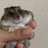 人懐っこいジャンガリアンハムスターの里親募集 サムネイル3